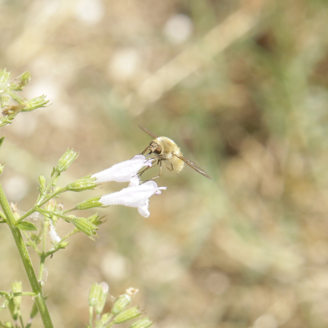 Bombyliidae: Bombylius minor?...Bombylius sp.